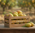 Dasheri Mango Export Quality Pakistan (5kg) - Image 3