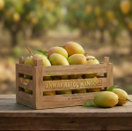 Anwar Ratol Mango Export Quality (5kg) - Image 2