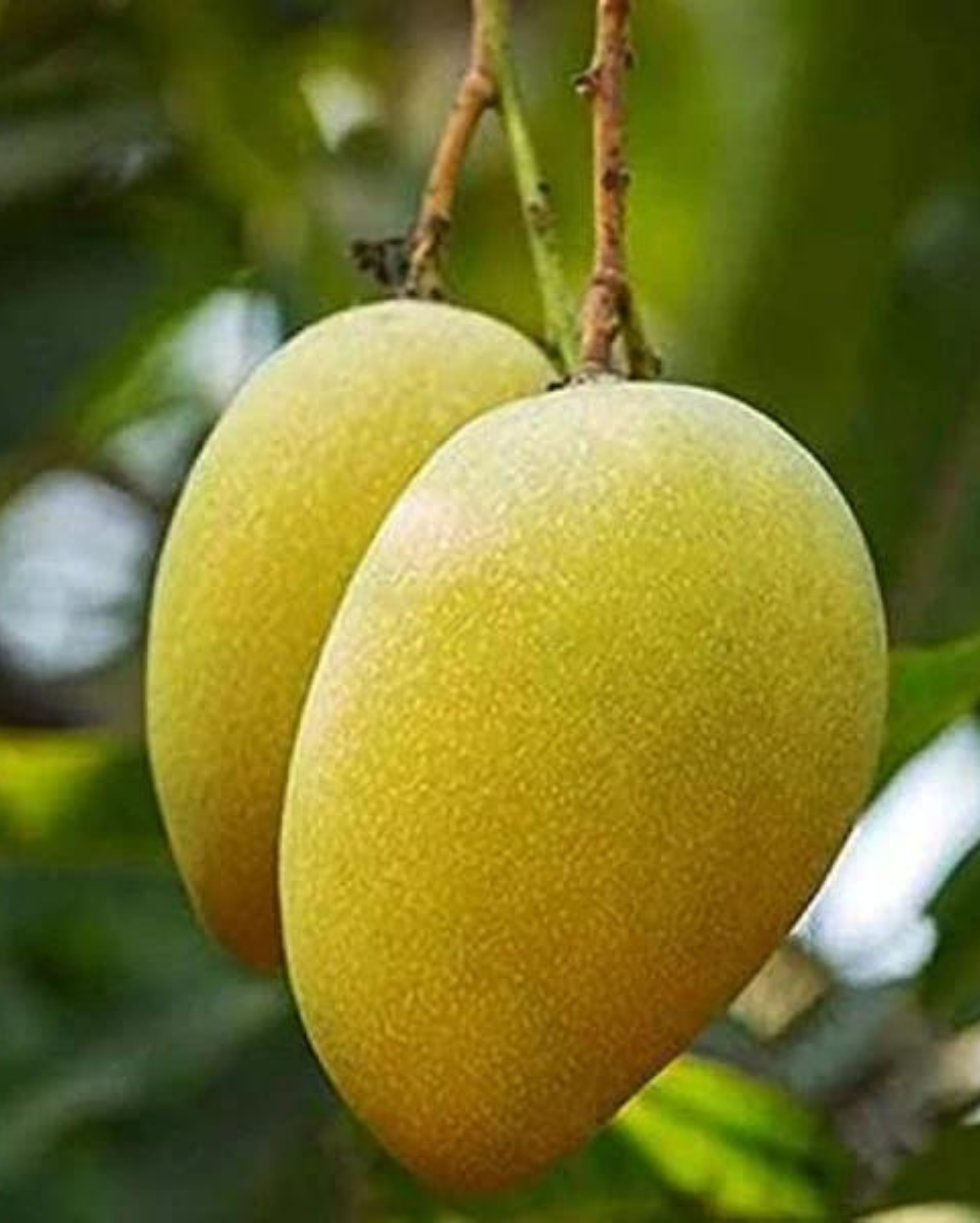Two ripe mangoes
